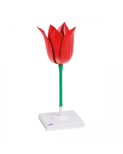 Tulip Flower (Tulipa gesneriana), Model
